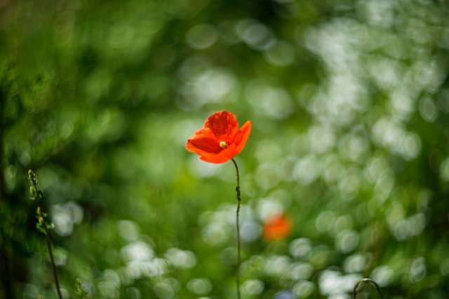 poppy white bokeh.jpg