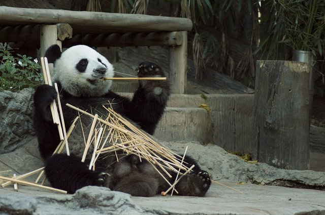 panda-1203101_960_720.jpg