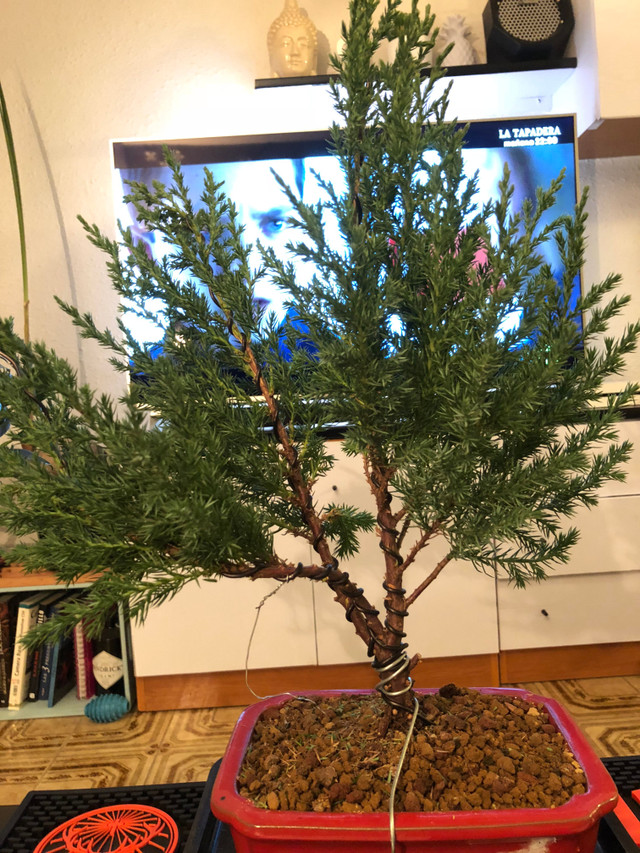 schrauben für bambus Baumhaus Schrauben & Bolzen kaufen – Baumschonend & sicher am Baum  befestigen main image 0