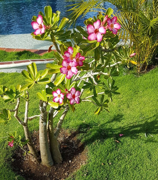 flor del desierto.jpg