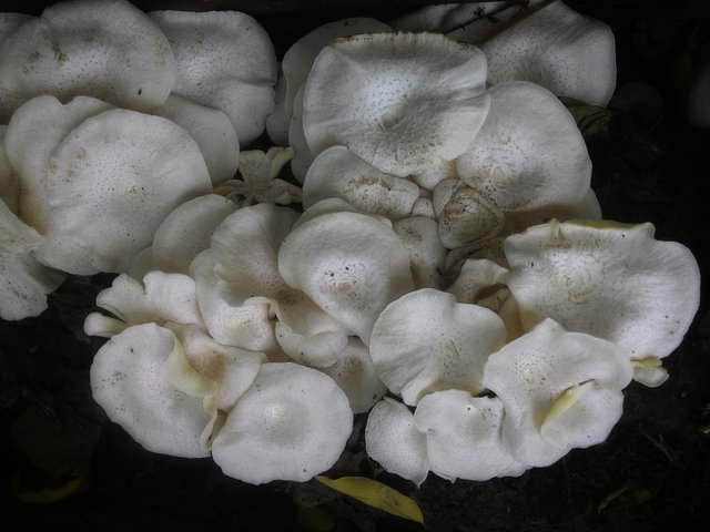 anwarabdullah