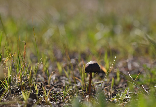 mushrooms march 2.jpg