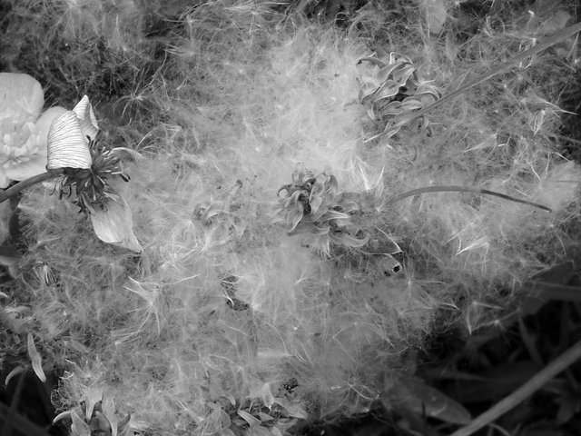 plantfuzz-bw-abstract.JPG