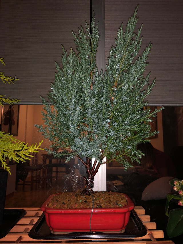 My Bonsai Zone: Juniperus Chinensis Stricta, evolution  Steemit