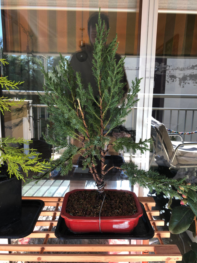 My Bonsai Zone: Juniperus Chinensis Stricta, evolution  Steemit
