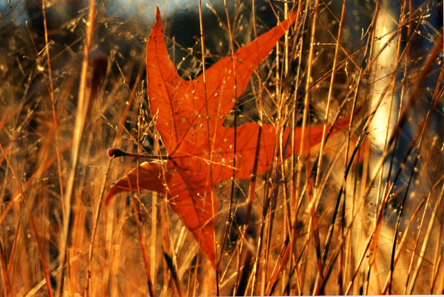 sycamore leaf 4x6.jpg