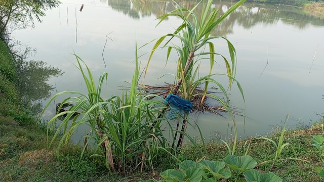 IMG_20231121_074247_0.jpg