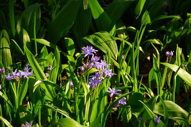 blue-star-322342__480.jpg