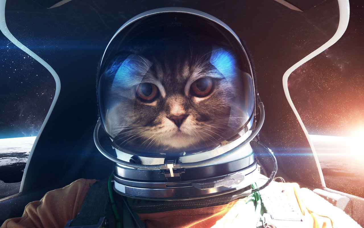 Кот в космическом корабле