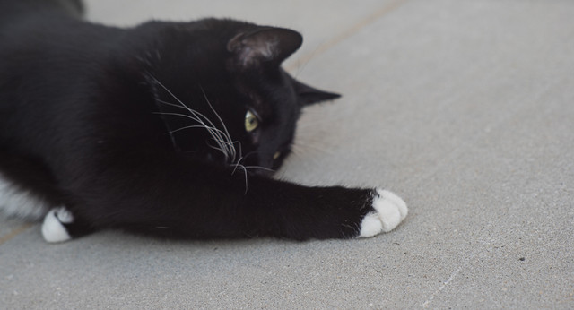 20-04-2018-jinx-03934.jpg