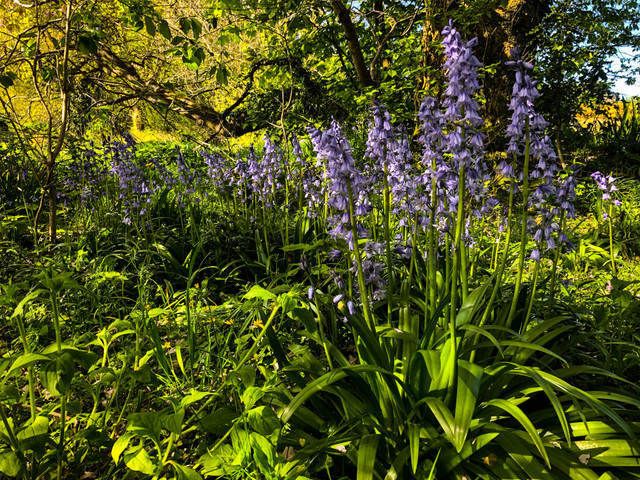 bluebells