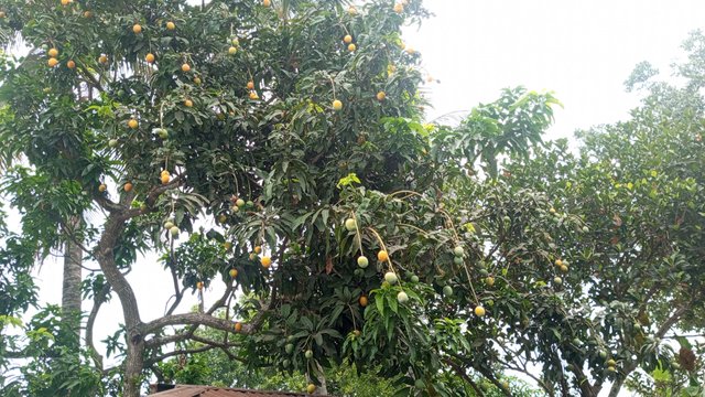 IMG_20230608_072626_9.jpg