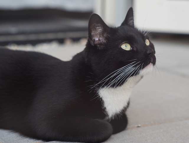 20-04-2018-jinx-03926.jpg