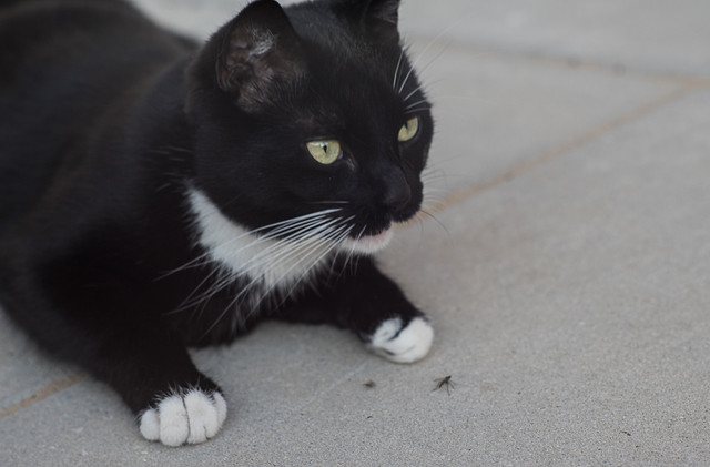 20-04-2018-jinx-03938.jpg
