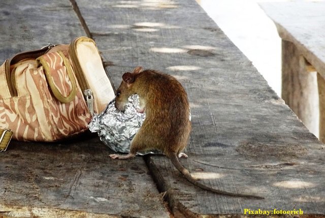 rat pixabay lunch.jpg