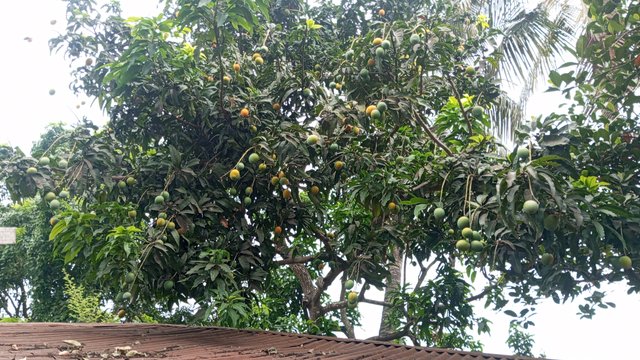 IMG_20230608_072820_9.jpg