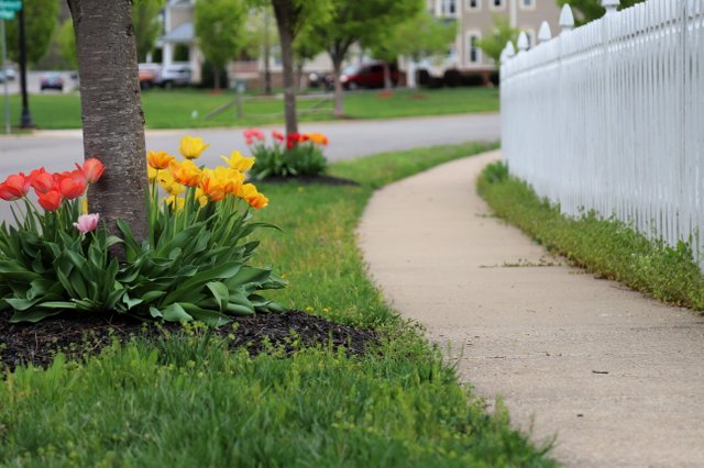 wednesday walk #5.JPG