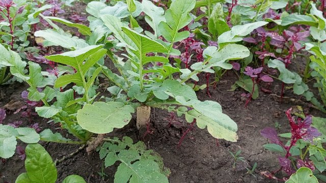 IMG_20231118_171353_0.jpg