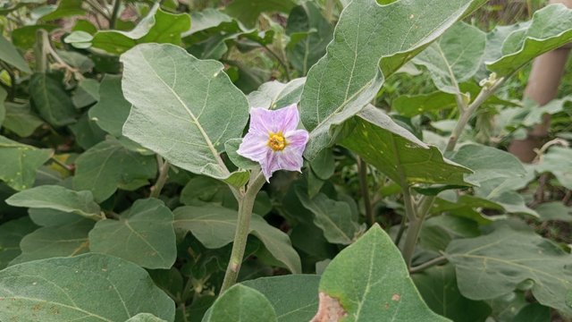 IMG_20230705_060828_5.jpg