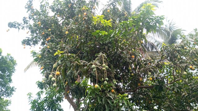 IMG_20230608_072732_9.jpg