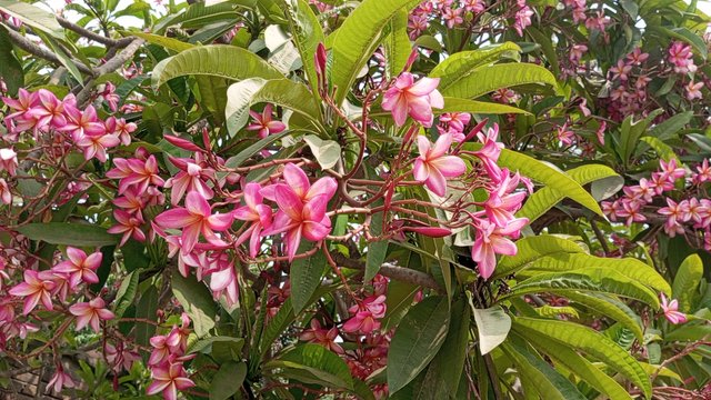 IMG_20240517_093339_7.jpg