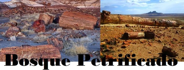 Bosque Petrificado1.jpg