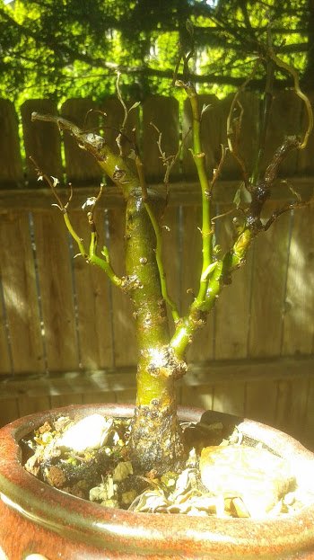 20180805_152041 (1).jpg