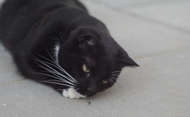 20-04-2018-jinx-03930.jpg