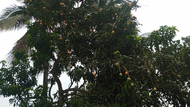 IMG_20230608_072605_9.jpg