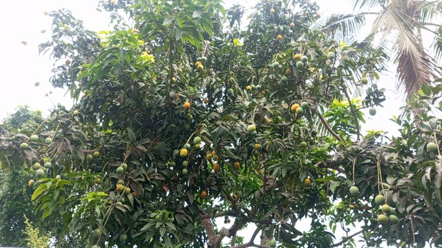 IMG_20230608_072857_6.jpg