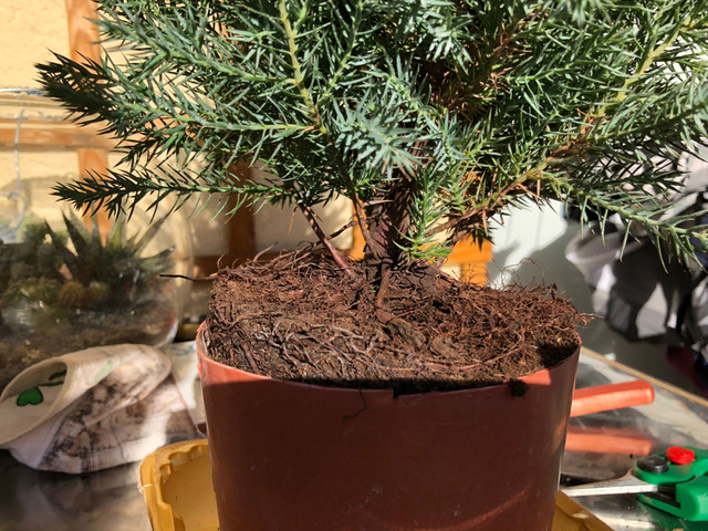My Bonsai Zone: Juniperus Chinensis Stricta, evolution  Steemit