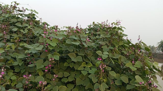 IMG_20240129_171328_7.jpg