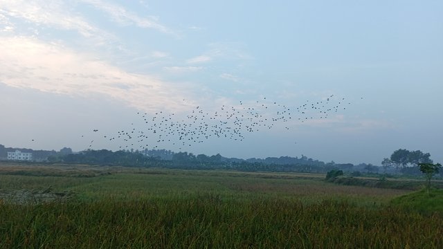 IMG_20231121_070334_1.jpg
