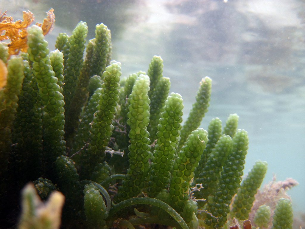 Водоросли похожие. Каулерпа Виноградная. Каулерпа (Caulerpa lentillifera) – «морской виноград». Зеленая водоросль каулерпа. Уми Будо водоросли.