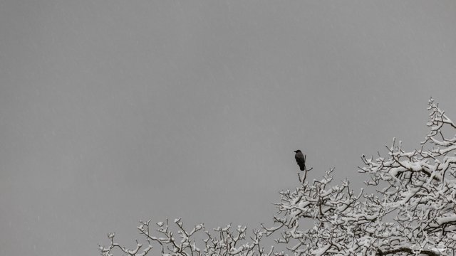 2018-11-20-Crow-on-snowy-Tree-01.jpg
