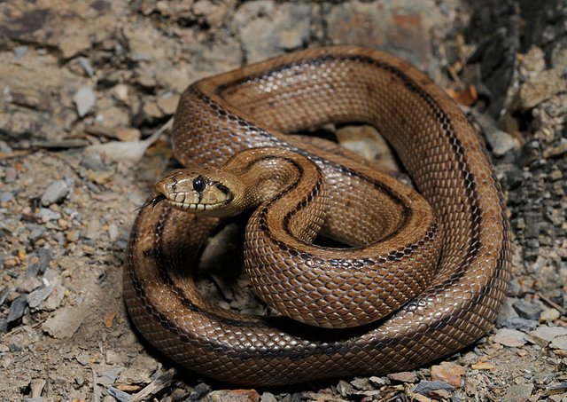 800px-Rhinechis_scalaris_cropped.jpg