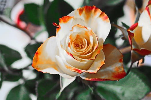 rose-yellow-flower-petals-60909.jpeg