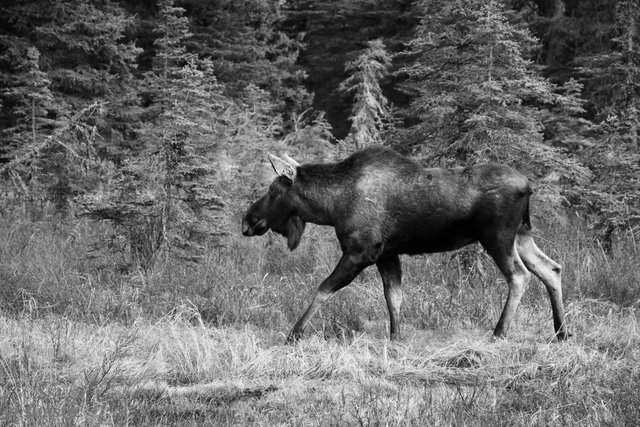 shasta2019march19th47cowmoose9io.jpg