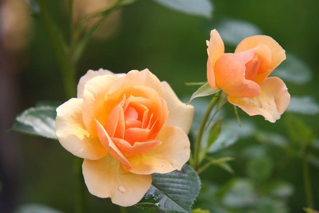 rose-flower-blossom-bloom-39517.jpeg