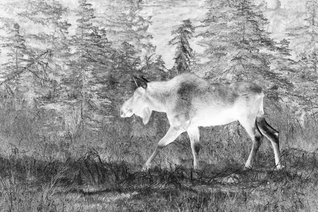 shasta2019march19th47cowmoose6io.jpg