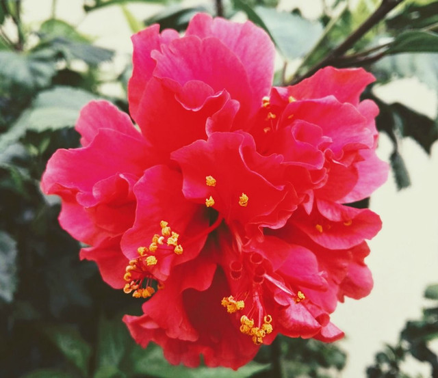 hibiscus-hilarski-panama-steemit.jpg