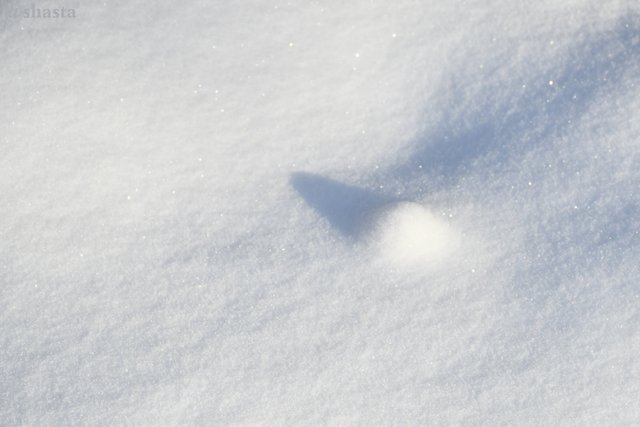 shasta2019jan8thsnowballfight7io.jpg