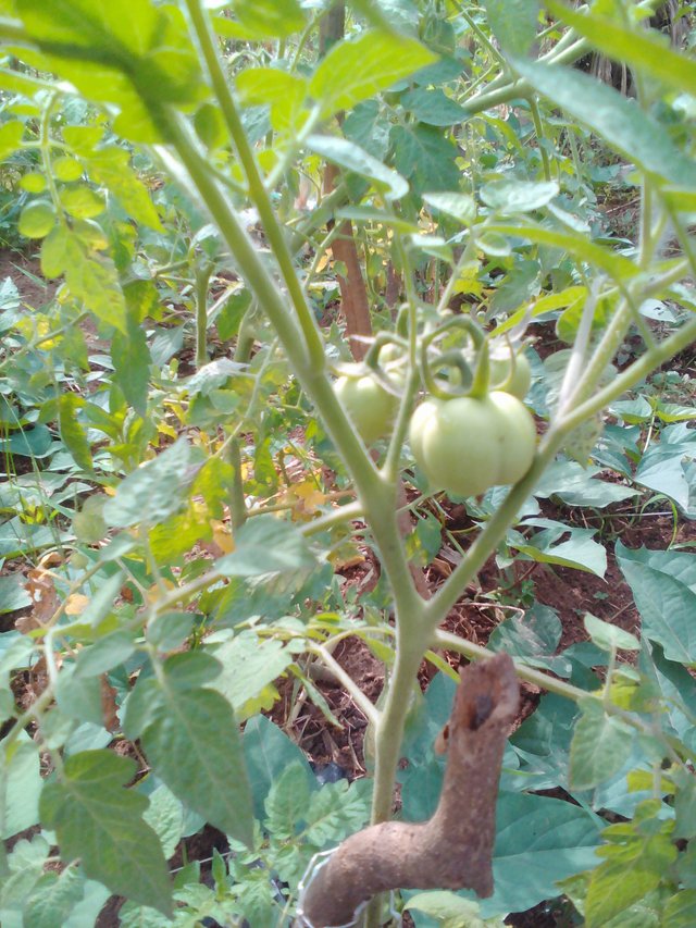 Lenovo_A1000_IMG_20180806_100339.jpg
