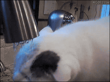 ad780090a7150476558e9ba6fa0864c2.gif