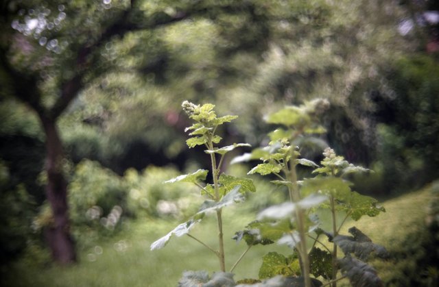 Hollyhock buds green bokeh.jpg