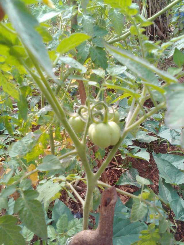 Lenovo_A1000_IMG_20180806_100342.jpg
