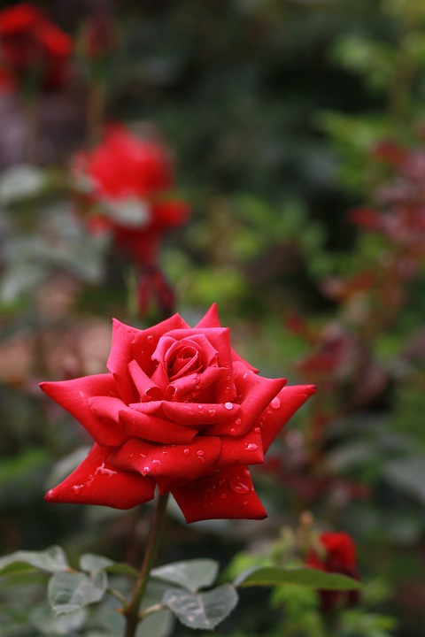 pet5alo de una rosa r.jpg