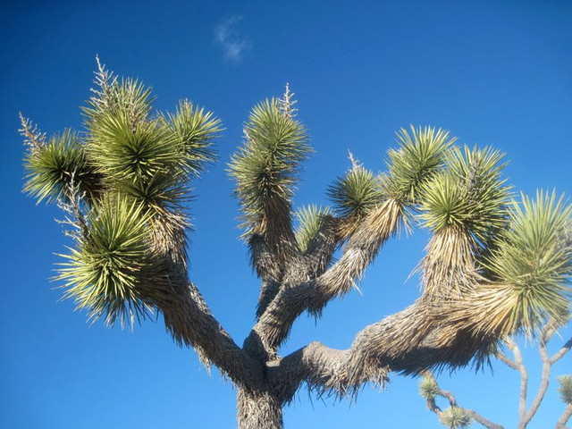 big palm plant Sago Palm – Liberty Landscape Supply