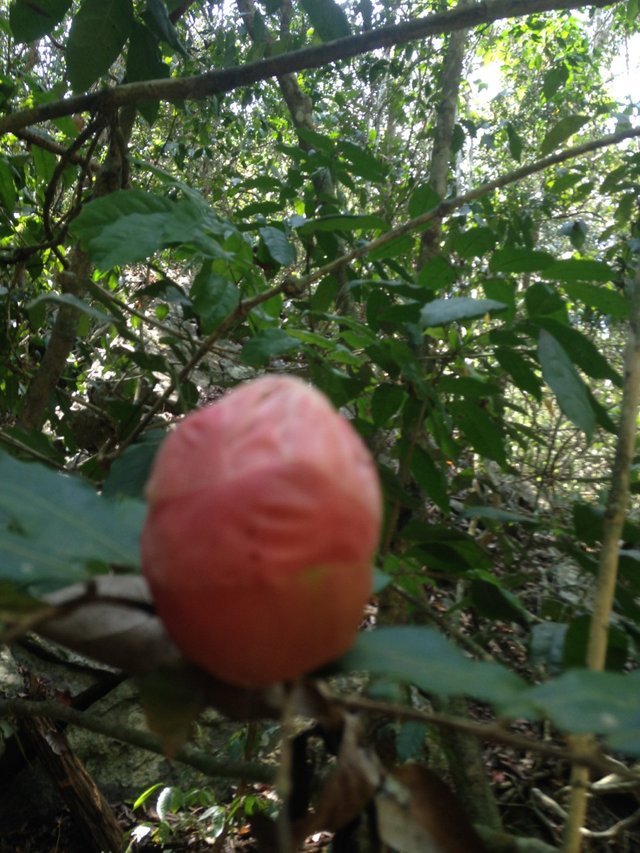 boton flor de montaña.jpg