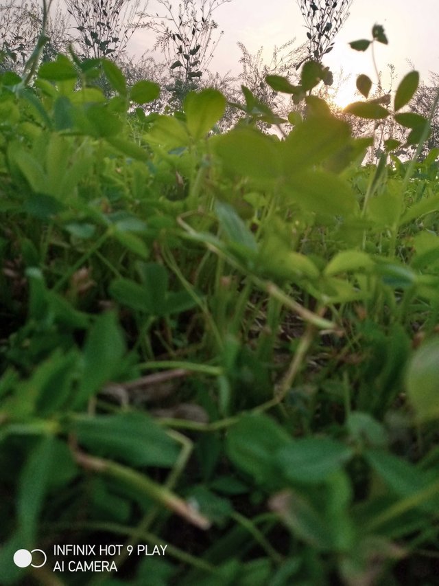 IMG_20210214_171152_314_transcpr.jpg